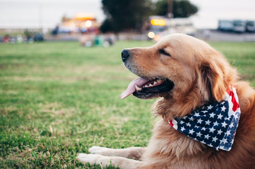 dog with bandana