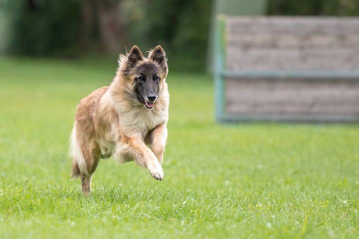 signs and symptoms of hip dysplasia in dogs new braunfels tx