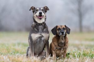 Are Mixed Breeds Healthier Than Purebreds