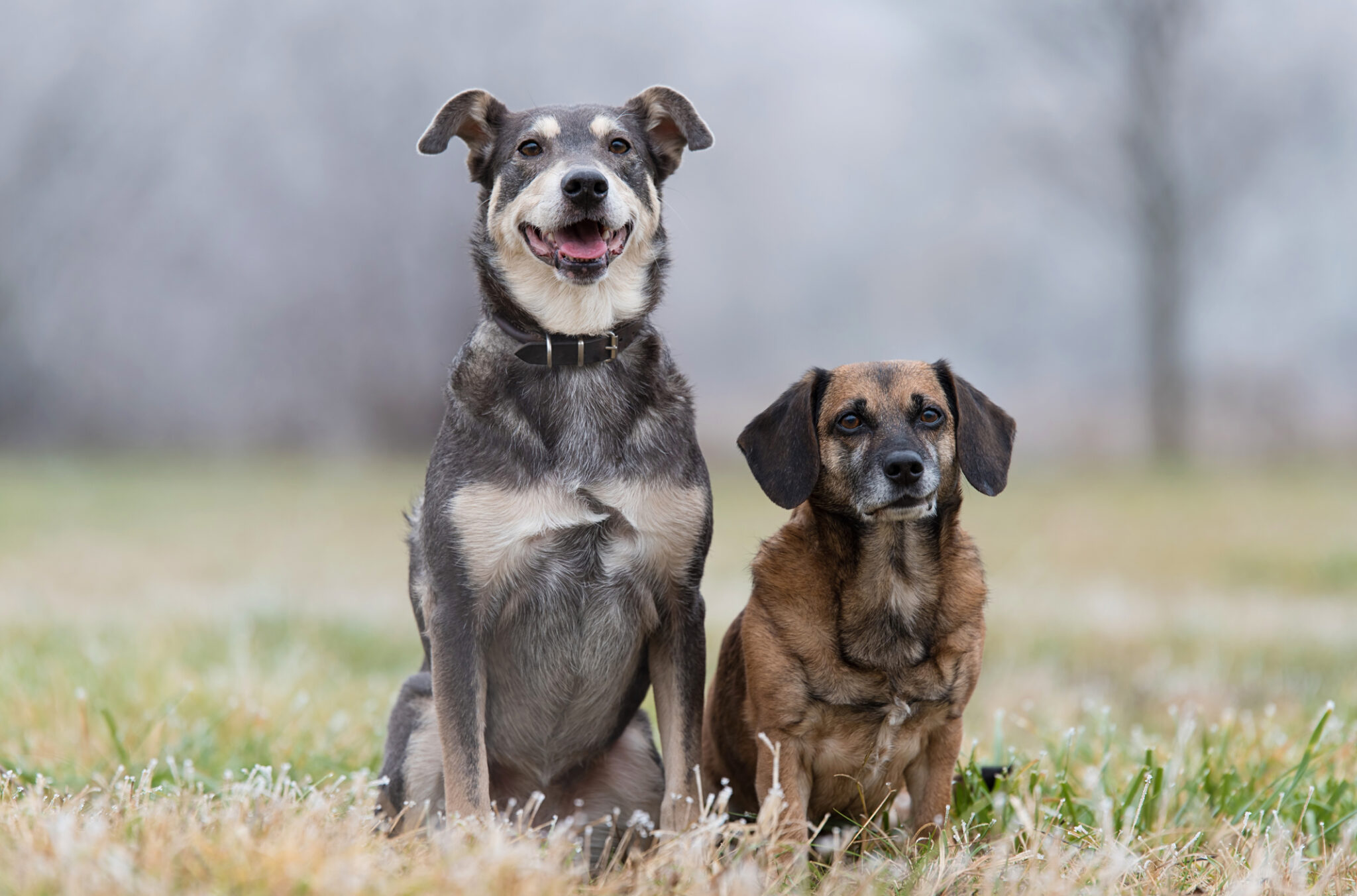 two dogs sitting near each other