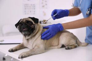 How Long Do Dog Vaccines Last
