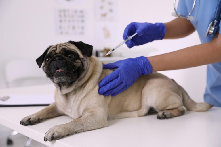 How Long Do Dog Vaccines Last Comal Pet Hospital Resort how-long-do-dog-vaccines-last-comal-pet-hospital-resort