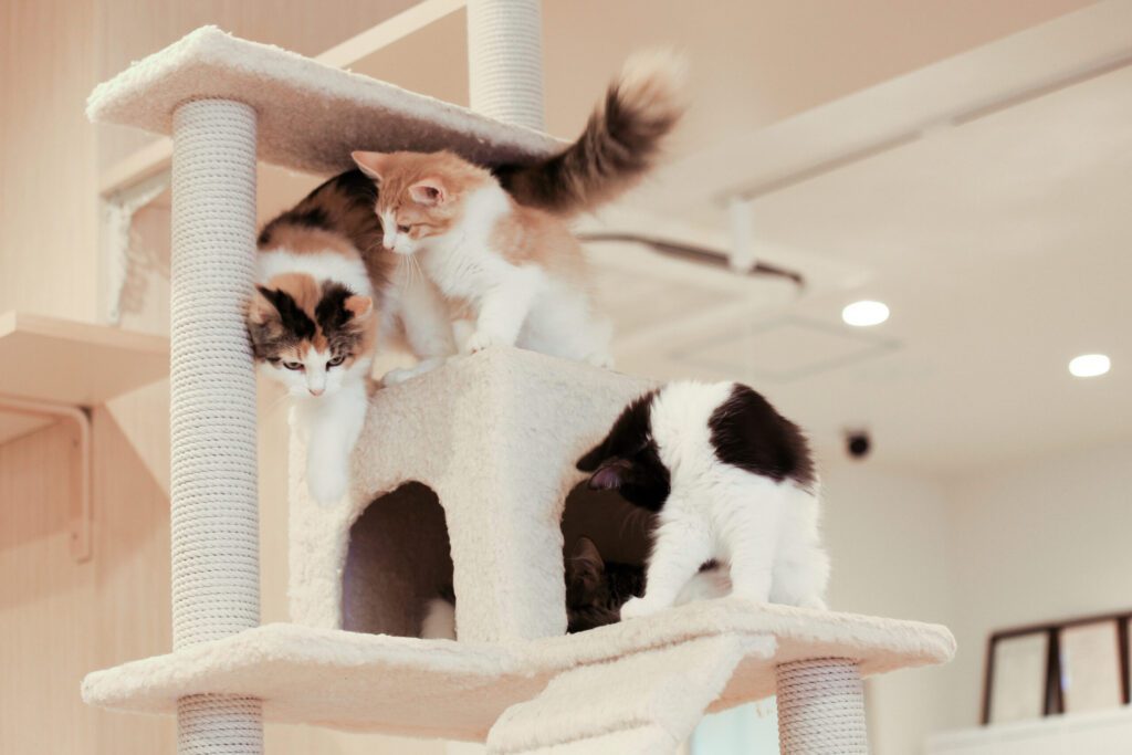 three cats on perch