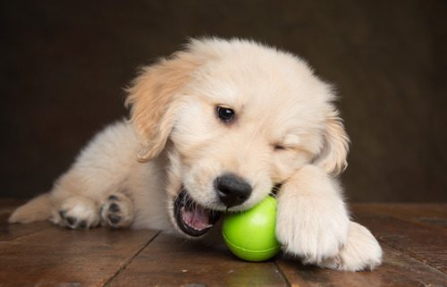 puppy-chewing-on-ball-between-paws