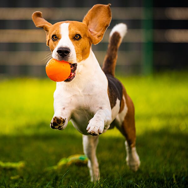 Dog playing w ball