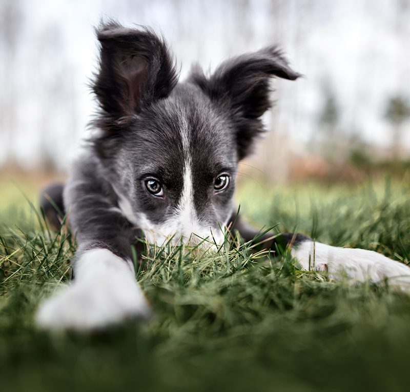 Puppy In Grass