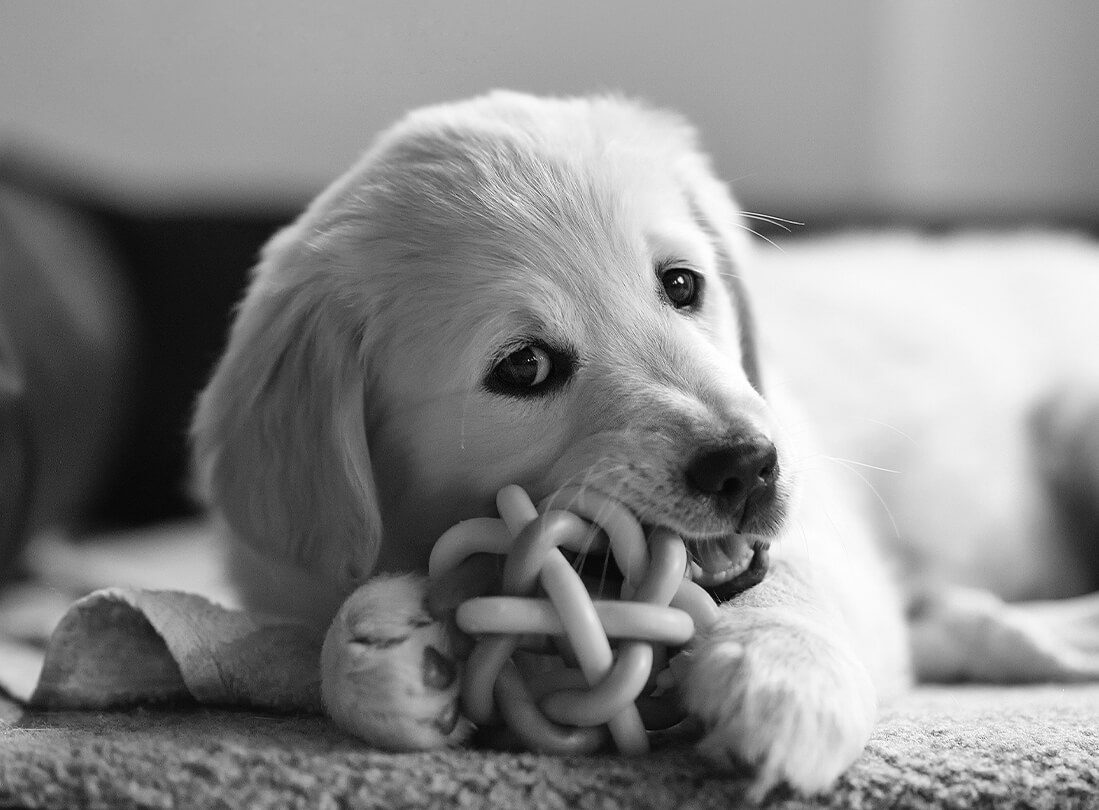 Dog Chewing On Toy