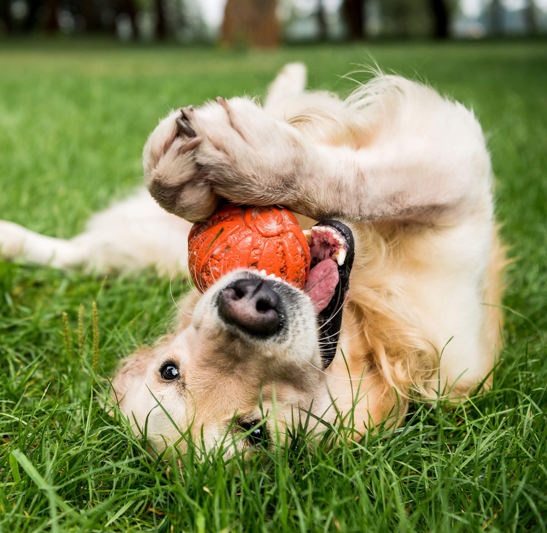 Dog Playing With Orange Ball