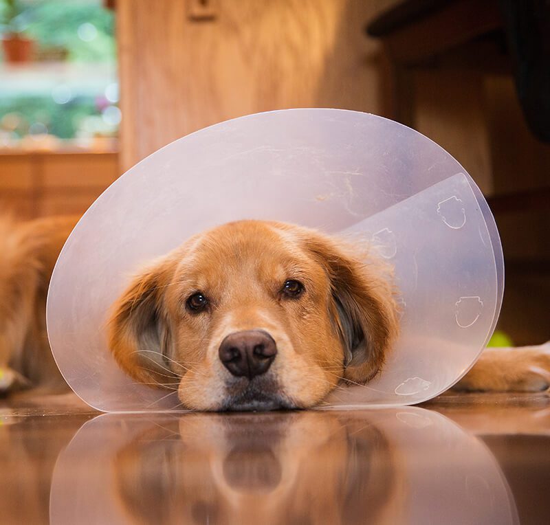 Dog With Cone