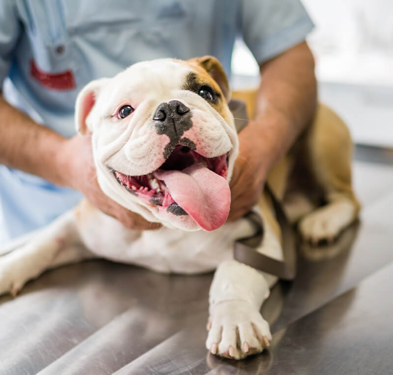 happy dog at vet