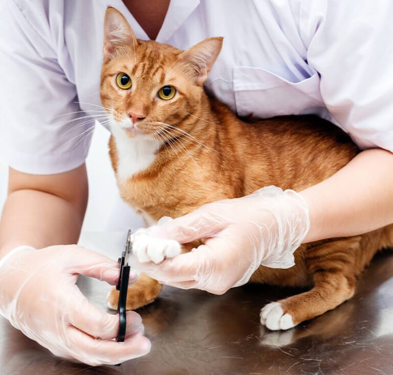 Pet Grooming in New Braunfels, TX Comal Pet Hospital & Resort