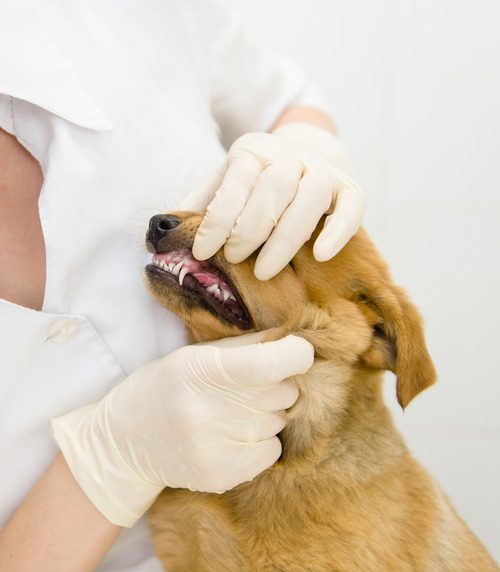 Do You Need to See a Vet for Dog Plaque Removal Comal Pet Hospital