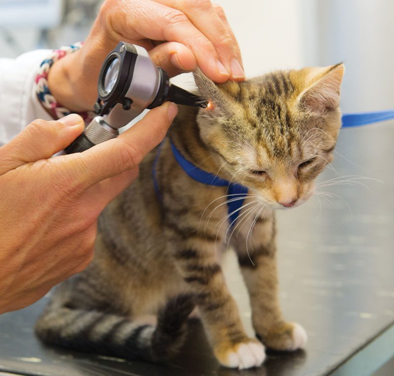 cat getting ear checked