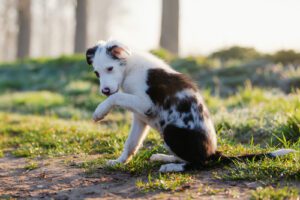 mixed-breed-puppy-sits-in-wooded-area-licking-its-paw