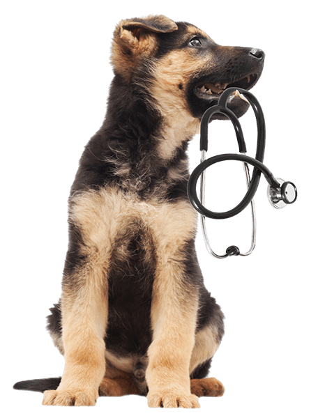 German Shepherd Puppy Holding Stethoscope
