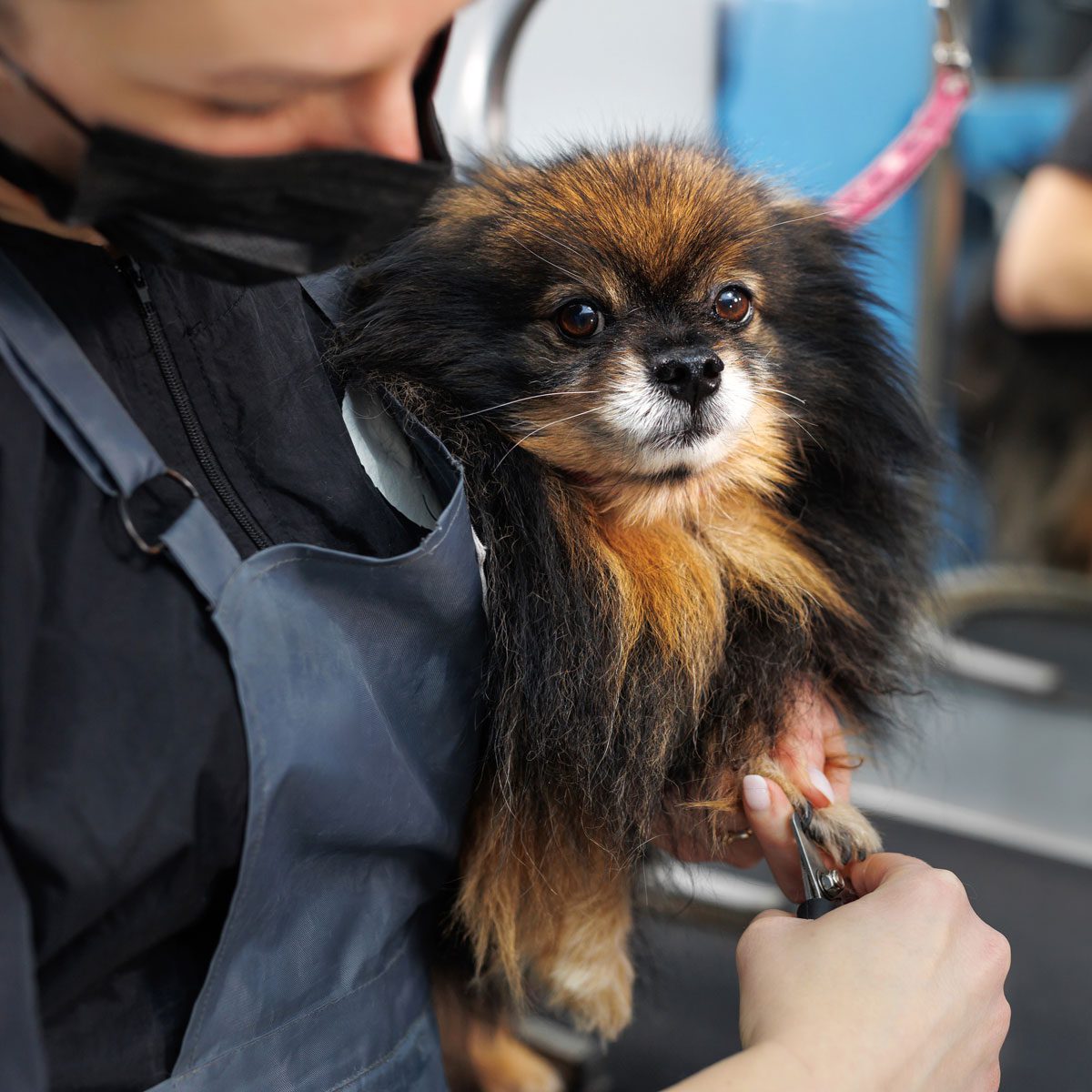 female dog groomer clipping small dog's nails
