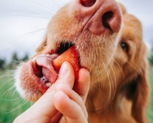 close up of dog eating a piece of watermelon from owner's hand