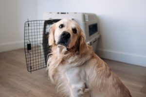 golden retriever dog sitting near kennel looking up at owner
