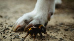 close up of a bee near dog's paw on the ground