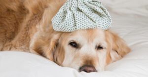 sick golden retriever laying on a bed with an ice pack on its head