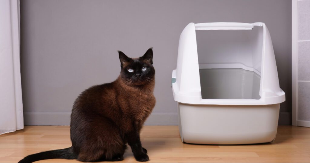 cat sitting outside of litter box at home