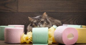 cat laying on the floor surrounded by multicolored rolls of toilet paper