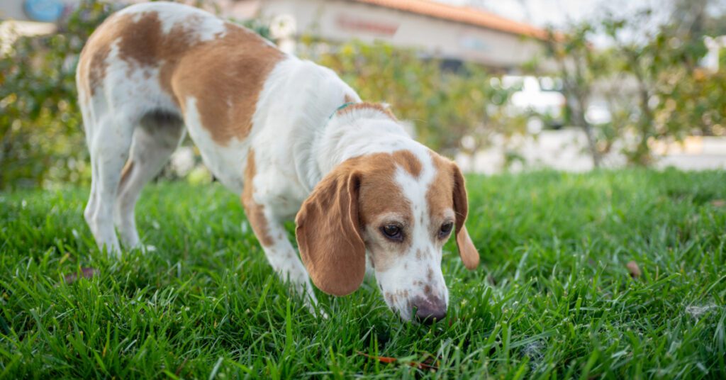 dog sniffing through the grass in a yard