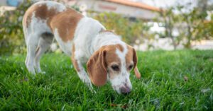 dog sniffing through the grass in a yard