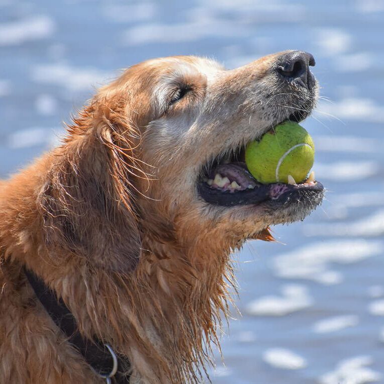 Older Dog With Tennis Ball