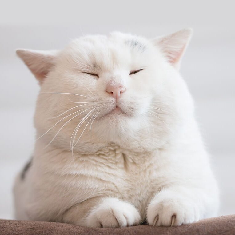 White Cat Relaxing